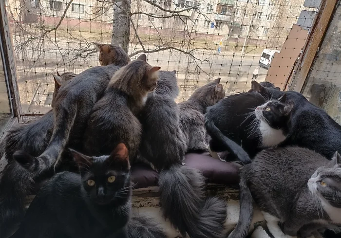 Reply to the post “The Tail Gang needs help. 39 cat tails may end up on the street - cat, Helping animals, Trouble, Animal Rescue, Need, Repair, Dilapidated housing, Hopelessness, The strength of the Peekaboo, Help me find, No rating, Reply to post, Telegram (link)