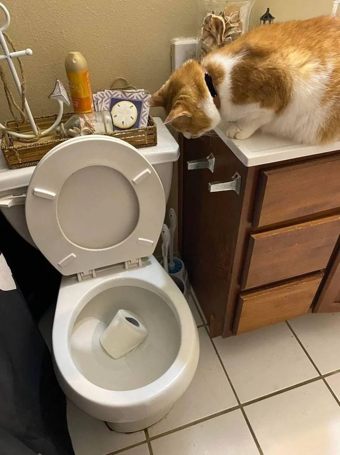 Oh, who did this? - cat, Toilet paper, Pets, Toilet, The photo