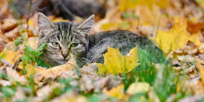 Is there a need for a law on stray animals in Moscow? - Politics, State Duma, Law, Homeless animals, Animals, Moscow