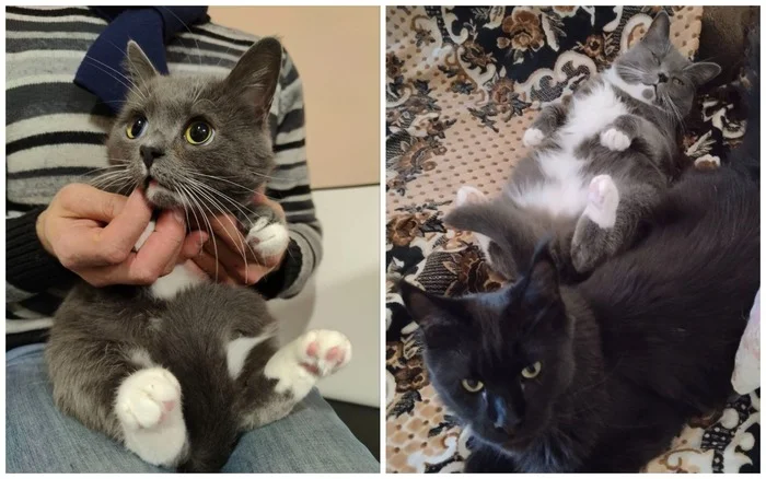 Leva the cat, whom someone left on Tosno Street in October with broken teeth, now lives in a new home with the Pikabushnikov family - My, Animal Rescue, Tosno, Found a home, cat, Pick-up headphones, It Was-It Was, Saint Petersburg, Vertical video, Soundless, Video, Longpost