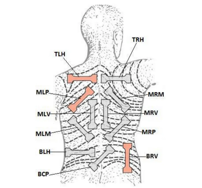 Skin transplantation will become more effective: a group of researchers with the participation of scientists from Perm Polytechnic University studied its biomechanical properties - Scientists, The science, Nauchpop, Research, The medicine, Leather, Transplantation, Longpost