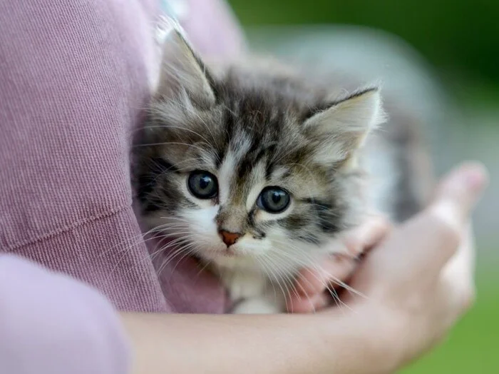 Fluffy cloud, 2.5 months old cat girl looking for a family - My, cat, Kittens, Small cats, Cat lovers, No rating, Longpost, In good hands, Is free, Pets, Homeless animals, Animal shelter, Moscow, Moscow region