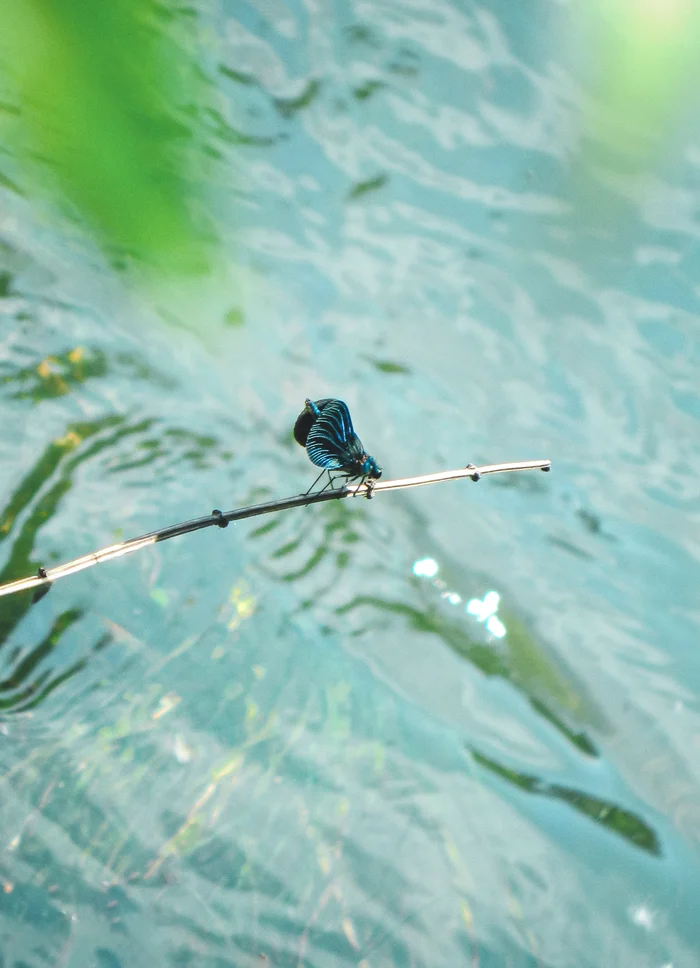 Dragonfly - My, The photo, Anthracite, Greenery, The rocks, Dragonfly, Summer, Longpost