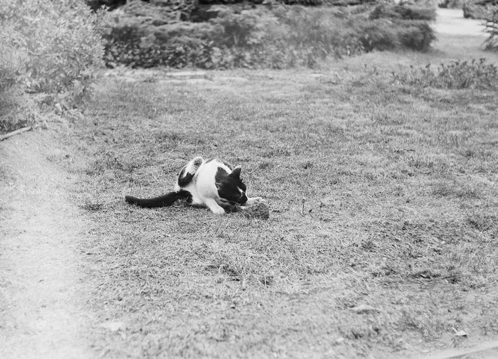 cat - My, The photo, Black and white photo, Photographer, Black and White Film, cat, Grass, The film did not die