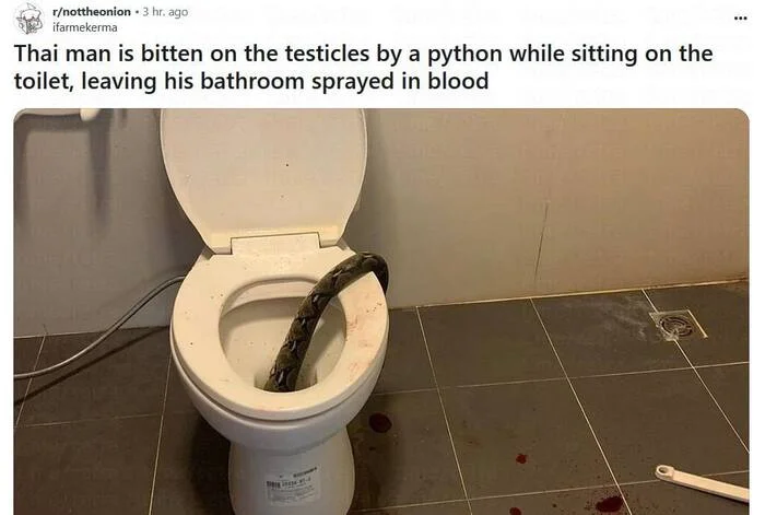 In Thailand, a huge python bit a man on the scrotum while he was sitting on the toilet - Thailand, Python, Toilet, news