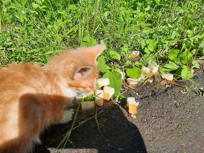 Это вот кстати не постановочное фото если что😂 Кто-то поставил им молоко, а ещё пока я ходила, кинул им кусочки белого хлеба.