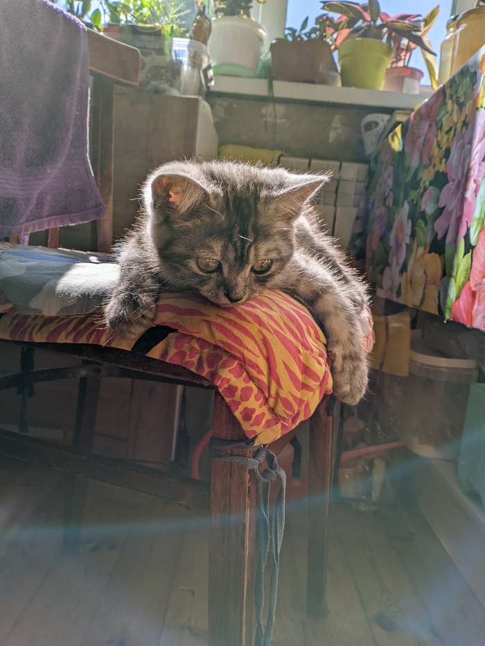 ����������)