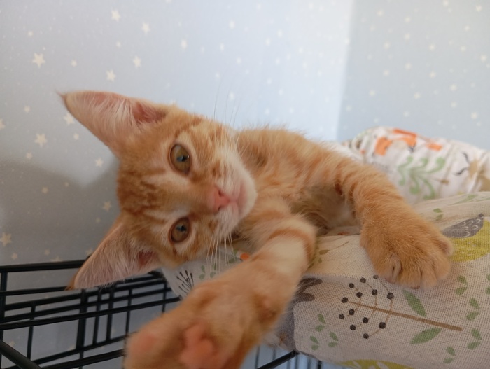 Кошка под кодовым имени "Не сцы, Морковка". Была самая дикая, но уже размурчалась, и оказалась такой же ласковой как и другие)