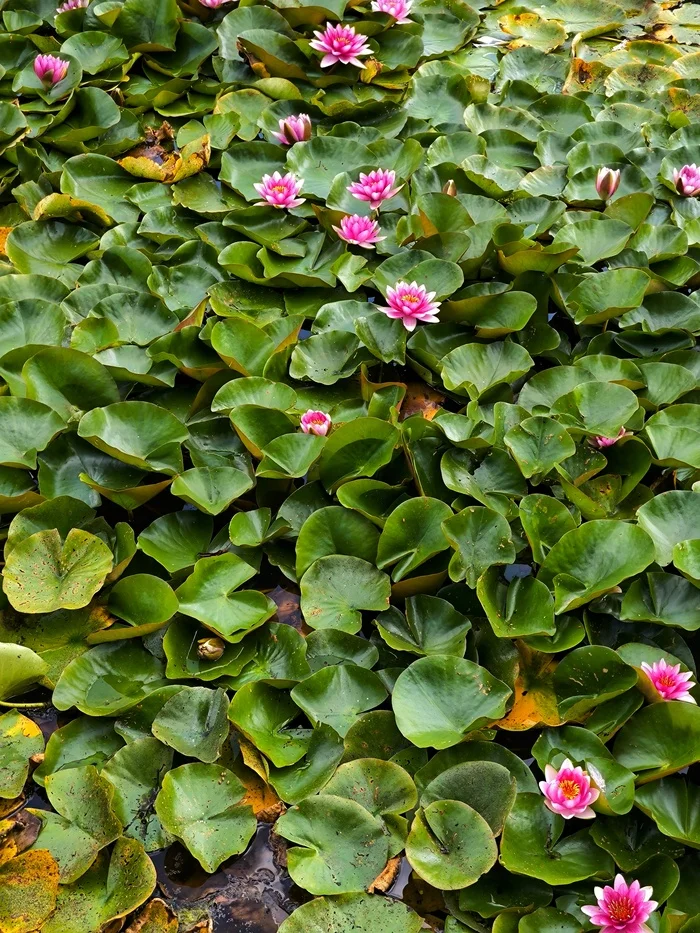 Blooming lake of Kaliningrad - My, Camping, The park, Pond, The nature of Russia, Walk, Beautiful view, Water lily, Kaliningrad, Lake, City walk, Bloom