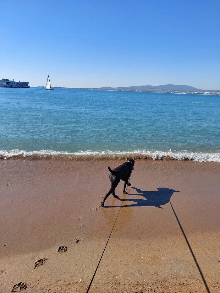 Sea, sun, Cane Corso - My, Dog, Cane Corso, Gelendzhik, Sea, Longpost