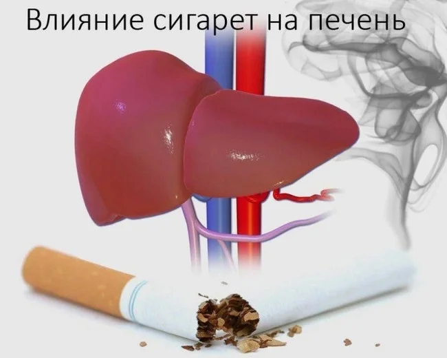 The effect of smoking on our liver - Smoking, Smoking control, Health, Quit smoking, Liver, Longpost