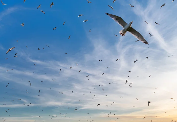 Screams of seagulls - My, Birds, Photo hunting, Bird watching, Rostov region, Ornithology, Ornithology League, The nature of Russia, Seagulls