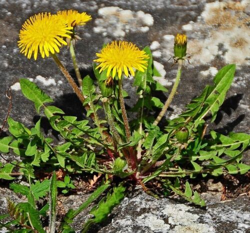 A flower is blooming... - My, Creation, Flowers, Garden, Dandelion, Ants, Dragonfly