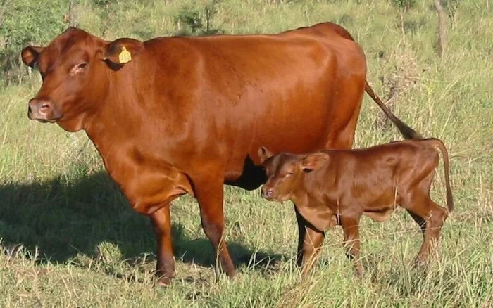 For the introduction of the red Danish breed, state support was provided to JSC Plempredpriyatie Karelskoe - My, Сельское хозяйство, Entrepreneurship, Business, Livestock breeding, Cow, Cattle Farm, Breed, Bull, Карелия