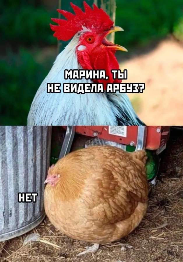 Do you see a watermelon? - Longpost, Humor, Text, Picture with text, Hen, Rooster, Watermelon