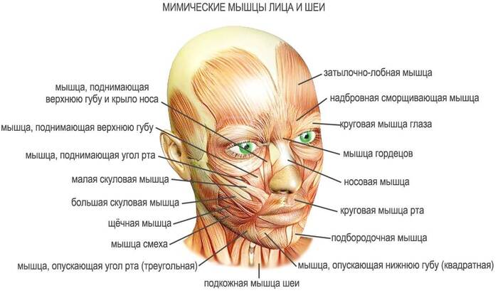 Anatomy in 1 minute. Facial muscles - My, Brain, The medicine, Nauchpop, Nerves, Anatomy, Face, Muscle