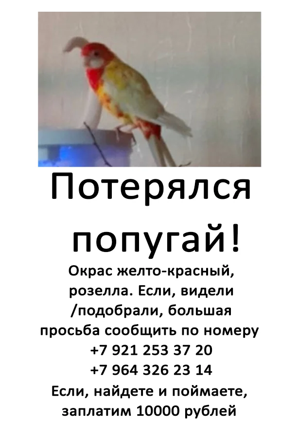 Lost ruby ??rosella - Picture with text, Images, Lost, A parrot, Saint Petersburg, No rating, The missing