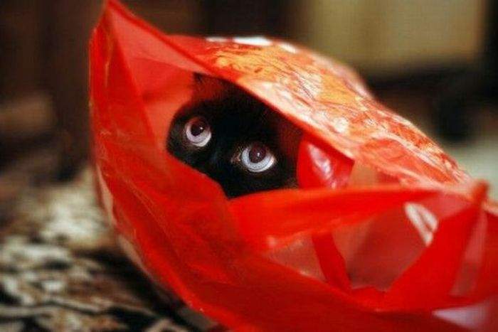 Red iodo - Humor, Images, The photo, cat, Package, Eyes, Milota, Pet the cat