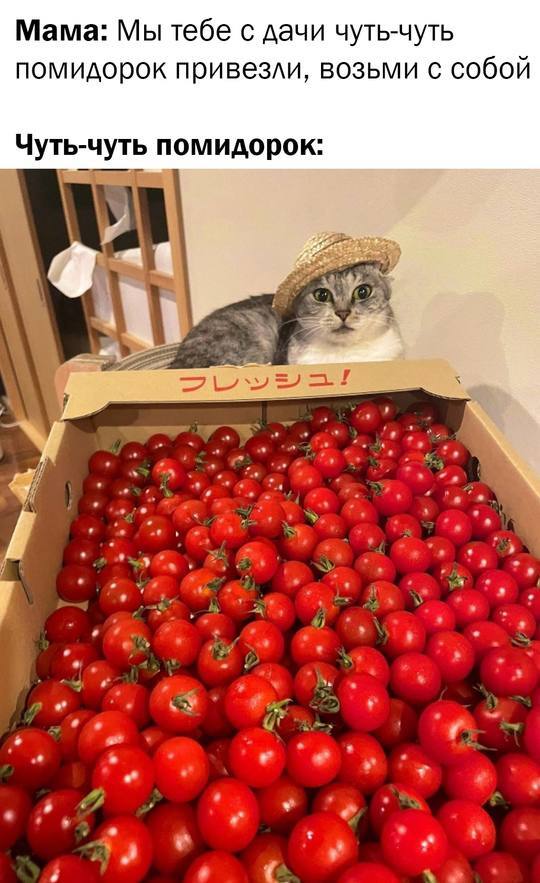 Almost didn’t even fit into the meme - Picture with text, Humor, cat, Tomatoes, Telegram (link)