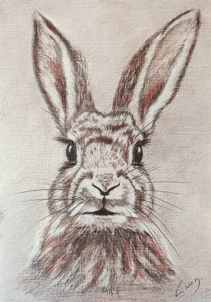 Rabbit or hare? *412 hours out of 10,000 to Master - My, Drawing, Learning to draw, Painting, Pencil drawing, Rabbit, Animals, Beginner artist, Animalistics, Drawings on request