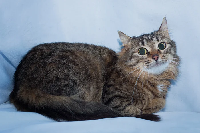 Kitty Cranberry, why am I not a Goddess?! - My, Good league, Pets, Fluffy, In good hands, Longpost, Animal Rescue, Cat family, Milota, Kindness, cat, No rating, Animals, Homeless animals, Care