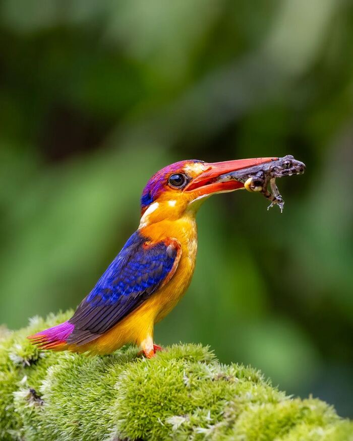 Рубиновый зимородок