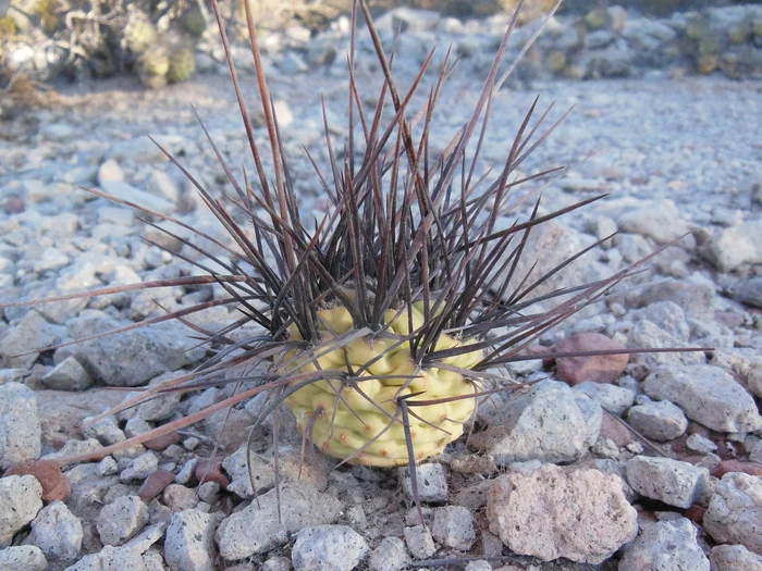 Cacti and succulents in the wild - My, Plants, Houseplants, Cactus, Rare view, Hobby, Exotic plants, Nature, wildlife, Plant growing, Exotic, Succulents, Desert, Mexico, Wonders of nature, Macro photography, Bloom, Longpost, Argentina, Andes, Chile