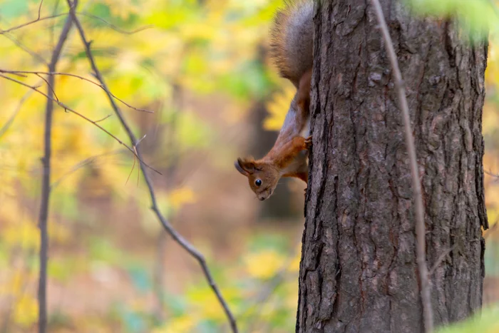 Lens 70-200 - My, The photo, Pigeon, Canon, Squirrel