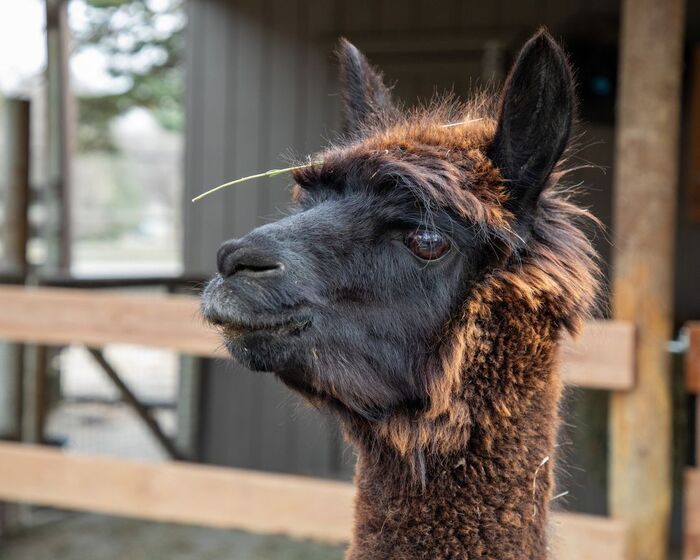 Не травинка, а украшение!