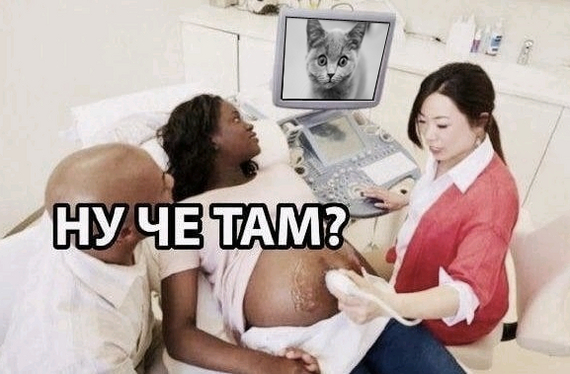 Ultrasound - My, The medicine, cat, Ultrasound, Pregnancy, Unexpected, Humor, Strange humor, Picture with text