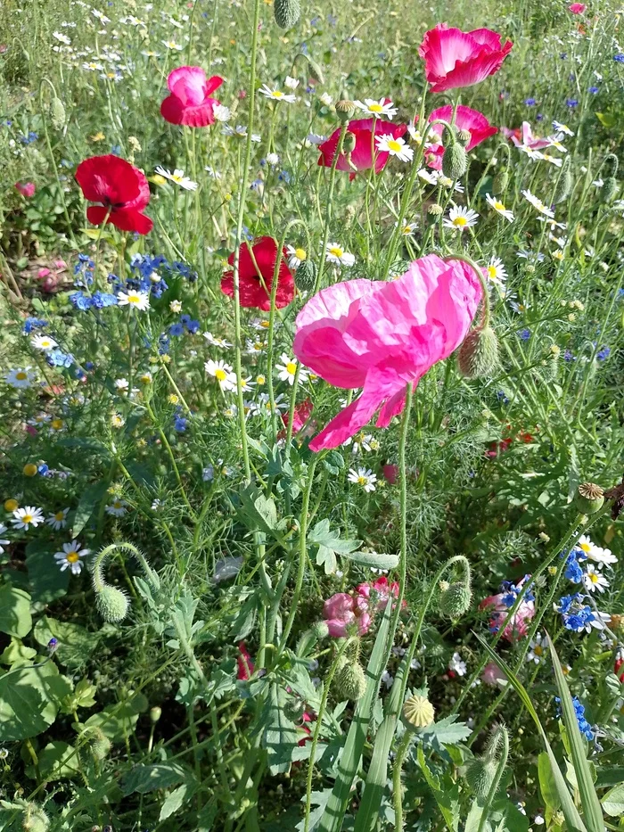 Flower bedspread - The photo, Beautiful view, Longpost, Wildflowers, Nature