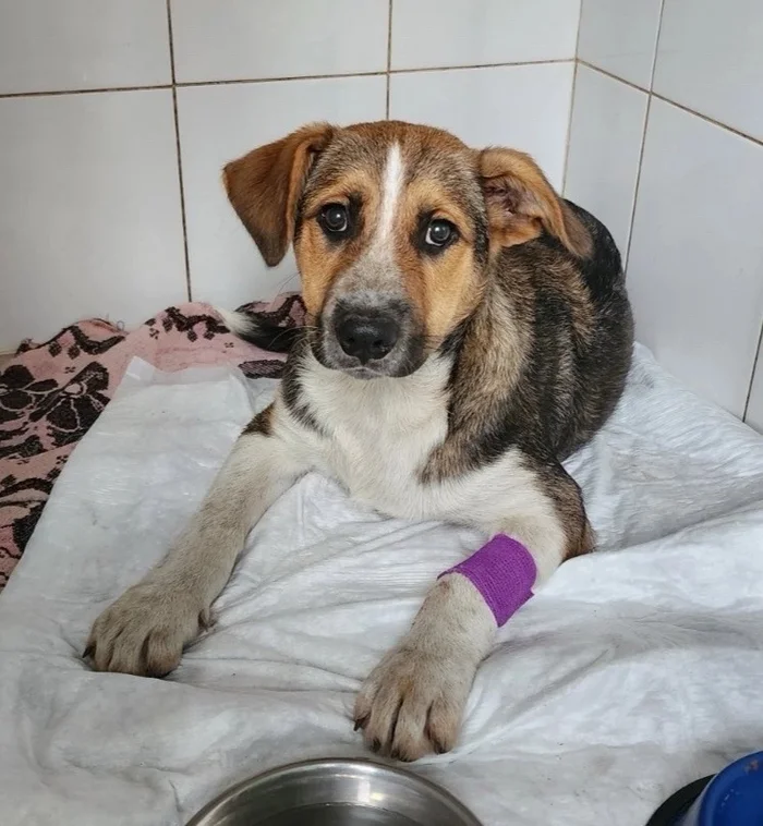 Puppy looking for a home Krasnoyarsk - My, Shelter, Veterinary, Homeless animals, Overexposure, Volunteering, Puppies, In good hands, Dog, Helping animals, Help, Video, Vertical video, Longpost