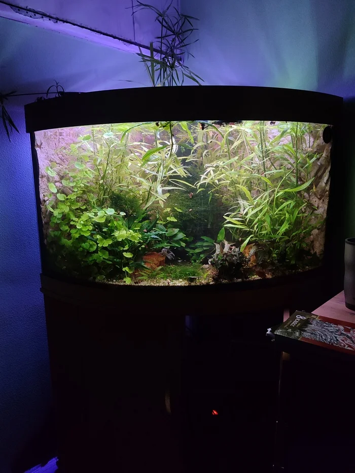 Aquarium - My, Aquarium, Aquarium, Guppy, Aquarium fish, Aquarium plants, Aquarium herbalist