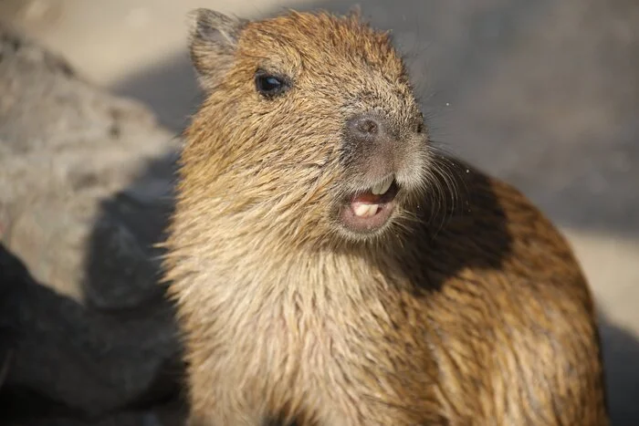 Capybara pussy :3 - Capybara, Young, Rodents, Wild animals, Zoo