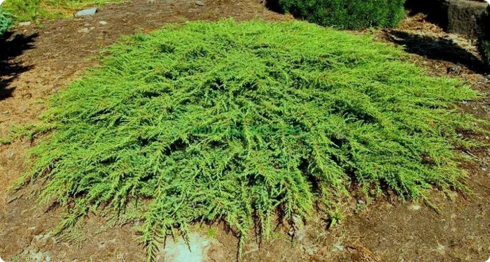 Common juniper Green Carpet - My, Garden, Garden, Plants, Gardening, Longpost