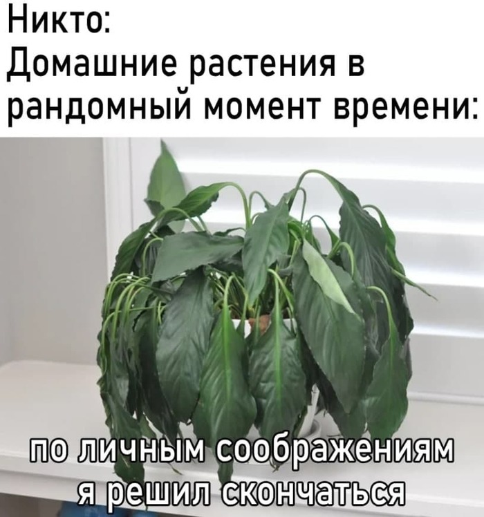 Признаки и свойства: в жизни и в геометрии