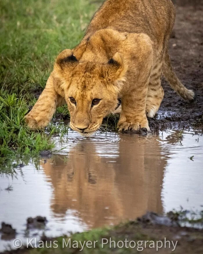 Lion cub at a watering hole - Lion cubs, a lion, Big cats, Cat family, Predatory animals, Wild animals, wildlife, Reserves and sanctuaries, Africa, The photo, Waterhole