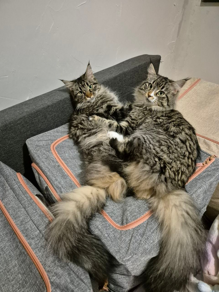 ��������� ����� ��������� ���������