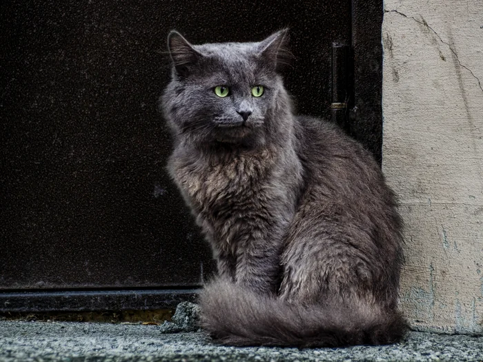 Gray cat at the gate - My, The photo, Canon, Street photography, City walk, cat, Entrance, Beginning photographer, Summer, Grey