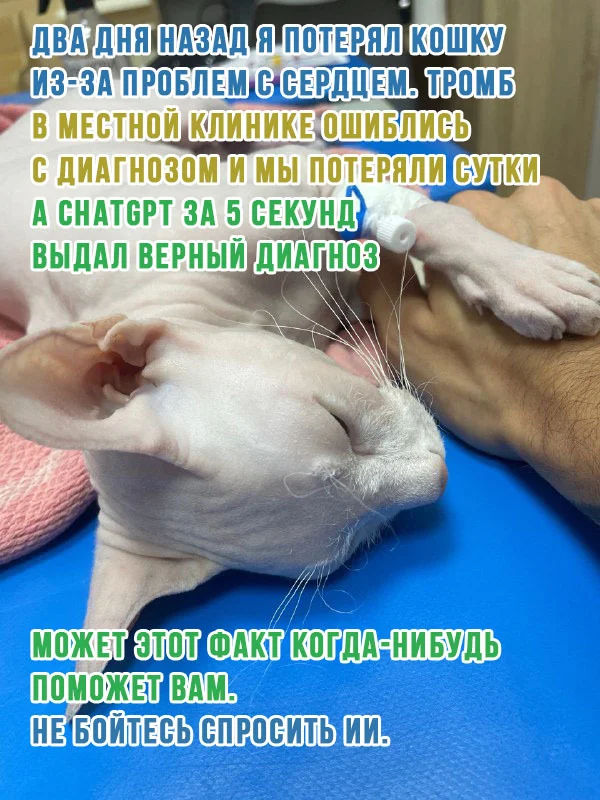 Forgive me, my little white bug. I will always love you - My, Veterinary, cat, Picture with text, Negative