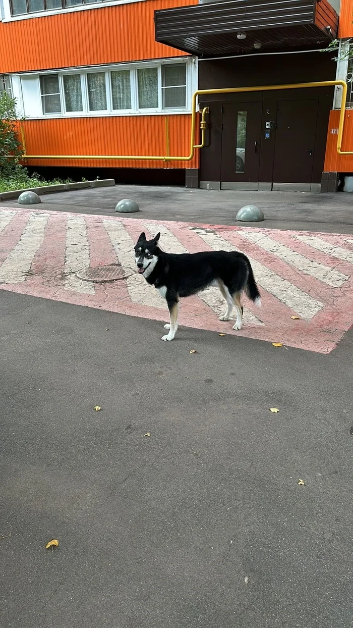 Dog found, looking for a new owner - My, The strength of the Peekaboo, Found a dog, Lost, Overexposure, Shelter, Dog, Moscow, SZAO