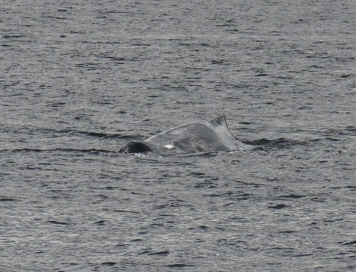 Miracle Yudo fish whale - My, The photo, Travels, Alaska, Pacific Ocean, JUNO, Longpost