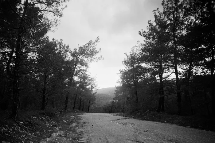 Forest, road - My, Forest, Pine, Pine Forest, Landscape, The photo, Black and white photo, Photo on sneaker, Photographer, Black and White Film, Краснодарский Край, Road