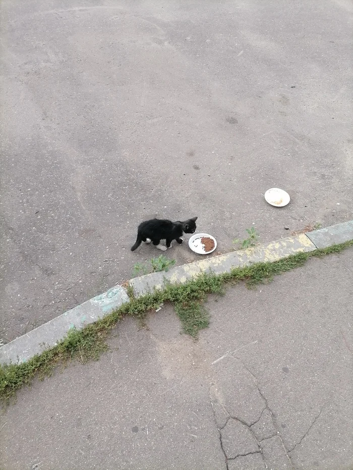 Помощь котёнку [Котик нашёл дом] - Бездомные животные, В добрые руки, Котята, Люберцы, Помощь, Длиннопост, Кот
