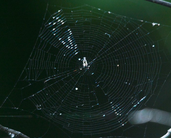 Психологические ловушки. Лапы с когтями