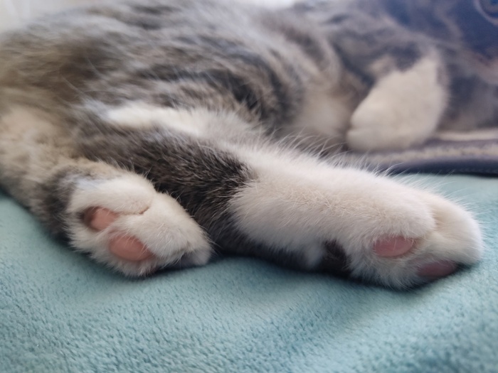 Фото для отвлечения внимания. Это ножки Сэра Макса