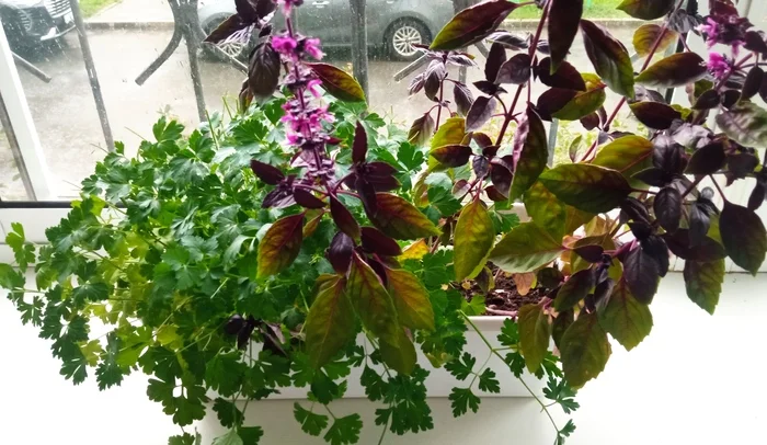 Favorite indoor plants - My, Mobile photography, Houseplants, Parsley, Basil, classmates