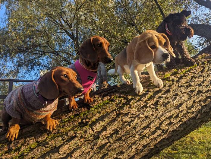 Brigade Uh - My, Photo on sneaker, Mobile photography, Moscow, Walk, Dog, Dachshund, Beagle, Miniature schnauzer, The park