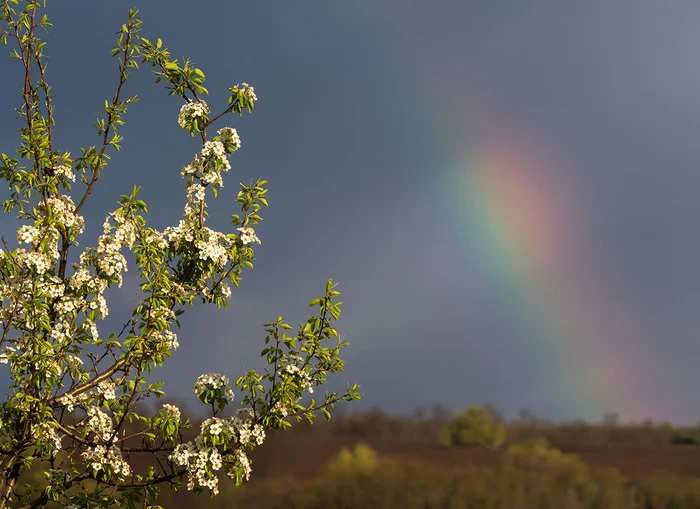 Pear and Rainbow - My, Rainbow, Bloom, Pear, Steppe, Rostov region