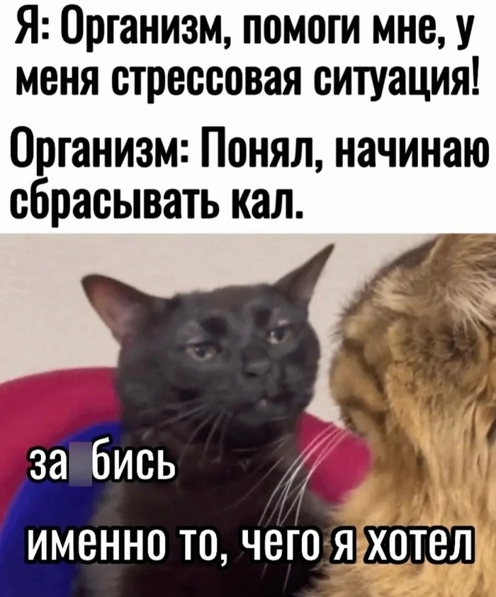 Double stress - Feces, Stress, Stress Relief, Organism, Body, Reaction, Defensive reaction, Toilet, Meme Pets, Awkward moment, This awkward feeling, Picture with text, cat